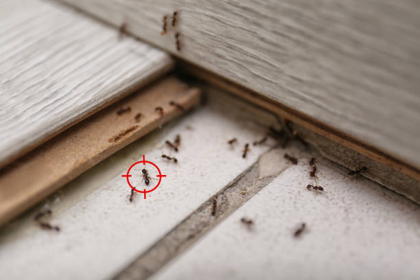 Best Cockroach Control Services  in Kempner, TX